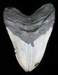 Bargain, Megalodon Tooth - North Carolina #59027-1
